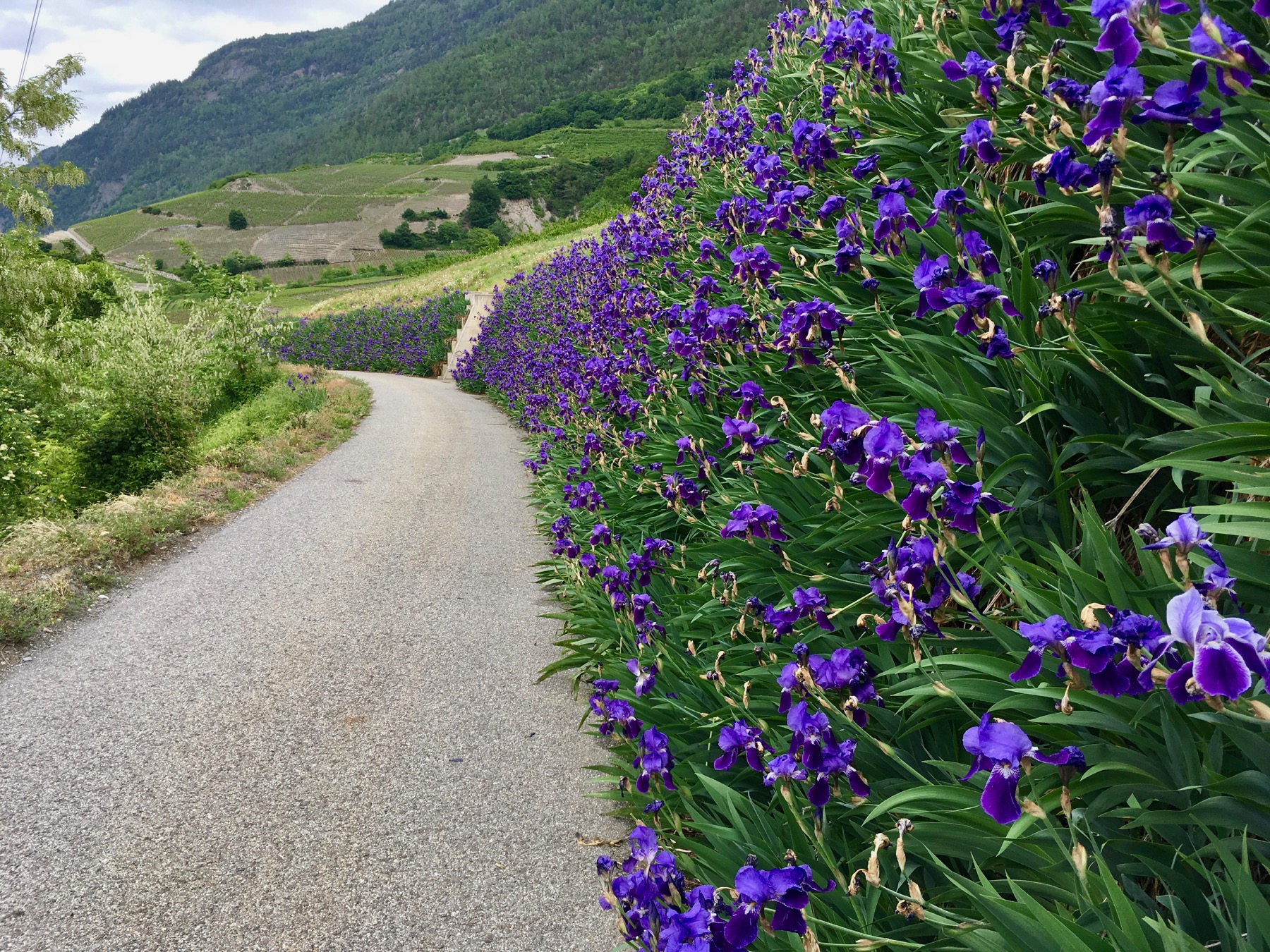 gravel-chemin-du-troupeau - 6