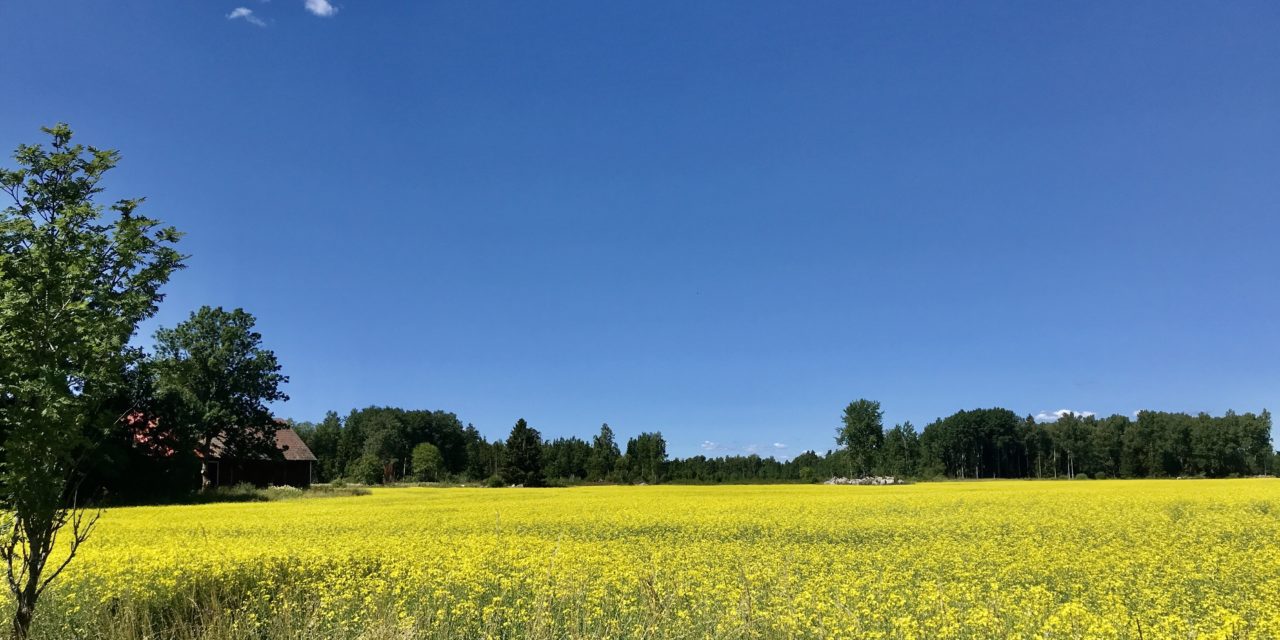 Cap au Nord – De Borås à Uppsala (455 km)