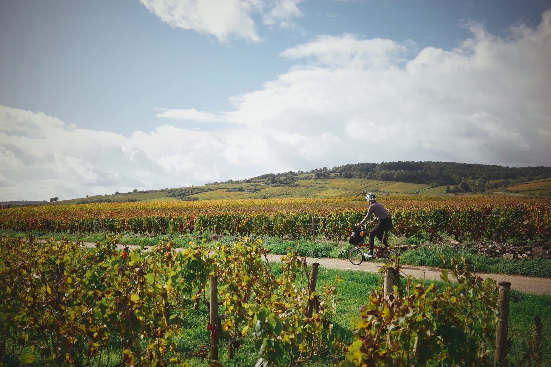 Cycliste à vélo pliant dans un vignoble de Bourgogne, sous un ciel nuageux. Les rangées de vignes aux couleurs d'automne longent la route, évoquant l'importance de profiter du vélo et du paysage.